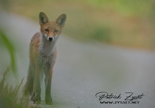 _DSC0723-ARW-DxO_DeepPRIME XD2