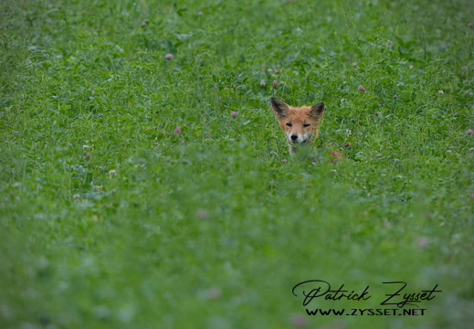 _DSC0738-ARW-DxO_DeepPRIME XD2-2