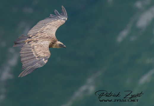 _DSC1534-ARW-DxO_DeepPRIME XD2-2