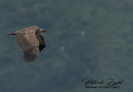 _DSC1610-ARW-DxO_DeepPRIME XD2