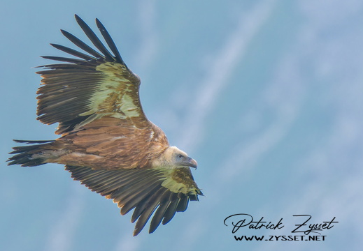 _DSC1831-ARW-DxO_DeepPRIME XD2-2