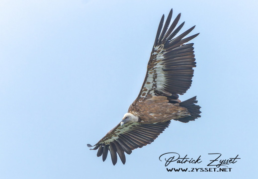 _DSC1170-ARW-DxO_DeepPRIME XD2-2
