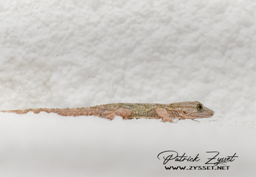 DSC04876-ARW-DxO_DeepPRIME XD2-2