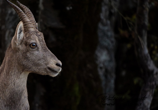 20240922_0168-ARW-DxO_DeepPRIME XD2-2