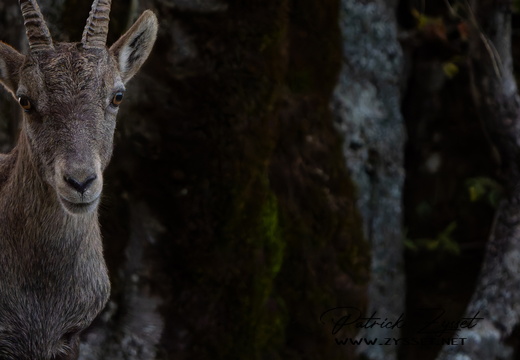 20240922_0169-ARW-DxO_DeepPRIME XD2-3