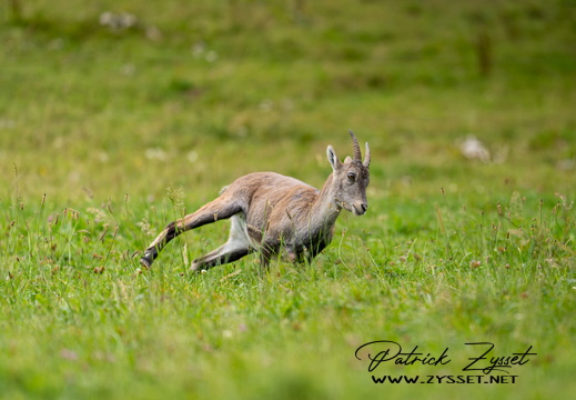 20240922_0209-ARW-DxO_DeepPRIME XD2