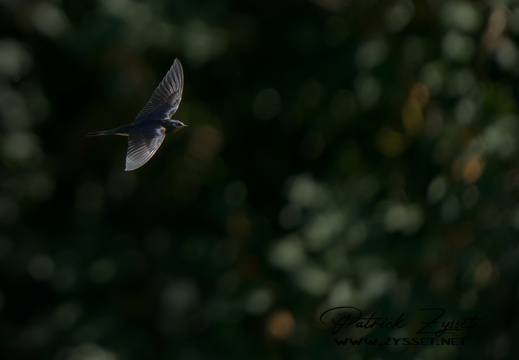 _DSC2354-ARW-DxO_DeepPRIME XD2