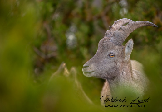 _DSC4381-ARW-DxO_DeepPRIME XD2-2