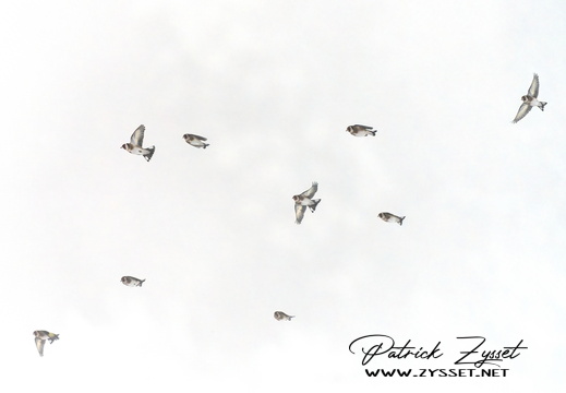 _DSC7616-DxO_DeepPRIME XD2s