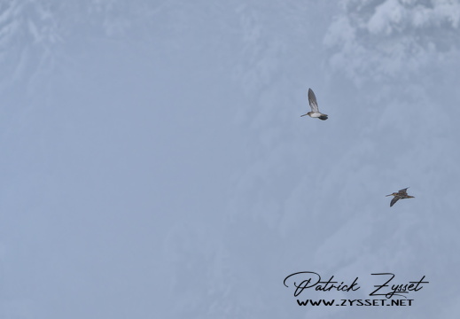 _DSC7745-DxO_DeepPRIME XD2s