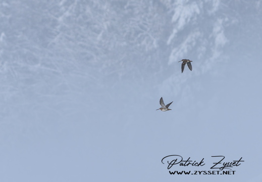 _DSC7747-DxO_DeepPRIME XD2s