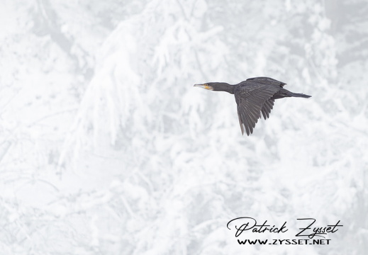 _DSC7782-DxO_DeepPRIME XD2s