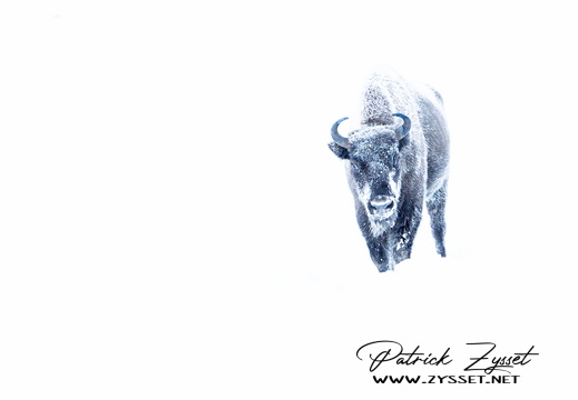 DSC07912-DxO_DeepPRIME XD2s