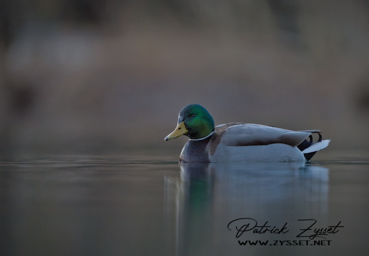 _DSC0727-DxO_DeepPRIME XD2s