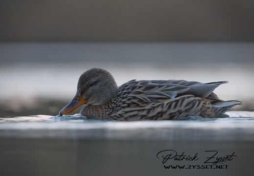 _DSC0757-DxO_DeepPRIME XD2s