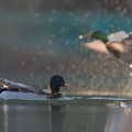 _DSC0938-DxO_DeepPRIME XD2s