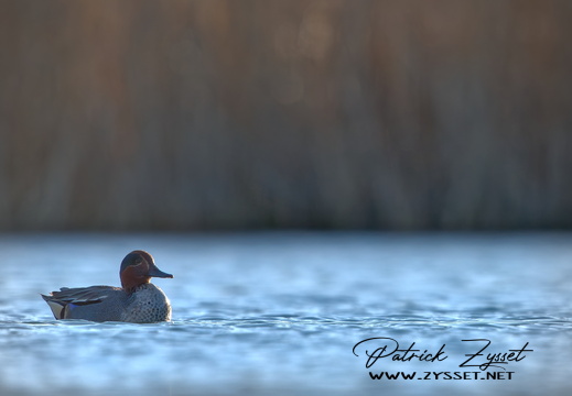 _DSC1357-DxO_DeepPRIME XD2s