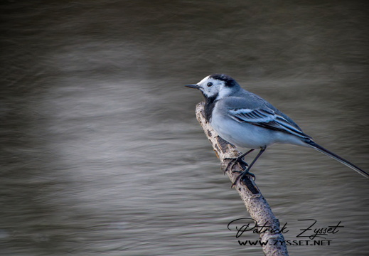 _DSC3614-DxO_DeepPRIME XD2s-2