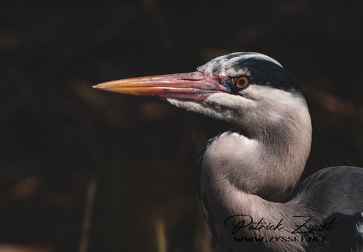 _DSC2968-DxO_DeepPRIME XD2s-2