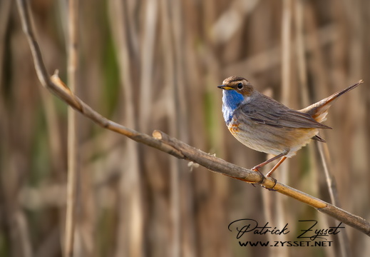 _DSC0207-DxO_DeepPRIME XD2s-2