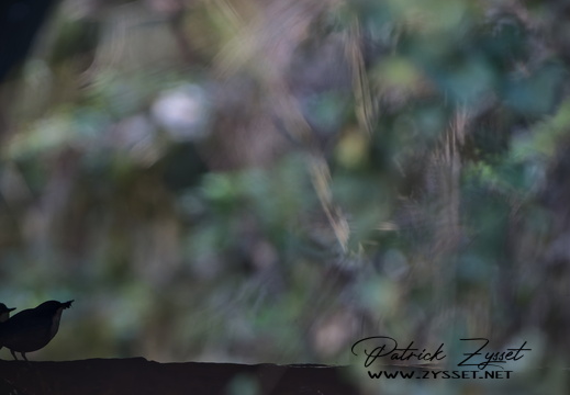 _DSC1328-DxO_DeepPRIME XD2s