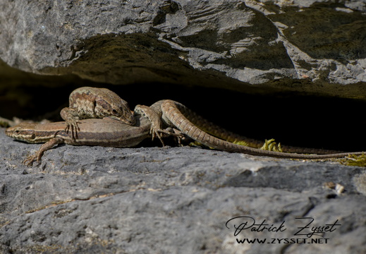 _DSC1378-DxO_DeepPRIME XD2s