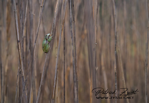 _DSC1585-DxO_DeepPRIME XD2s