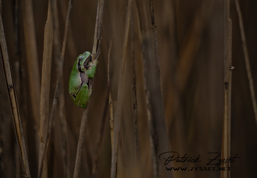 _DSC1671-DxO_DeepPRIME XD2s-2