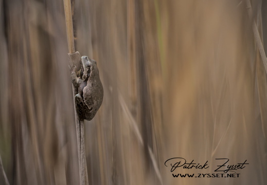 _DSC1684-DxO_DeepPRIME XD2s