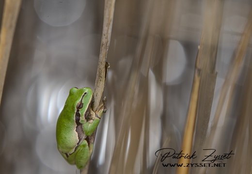 DSC09329-DxO_DeepPRIME XD2s