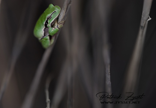 DSC09312-DxO_DeepPRIME XD2s-2