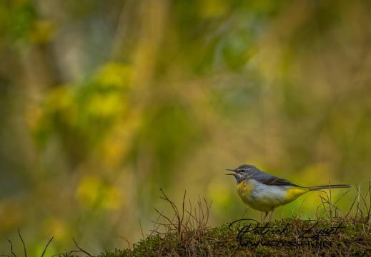 _DSC4181-DxO_DeepPRIME XD2s-2