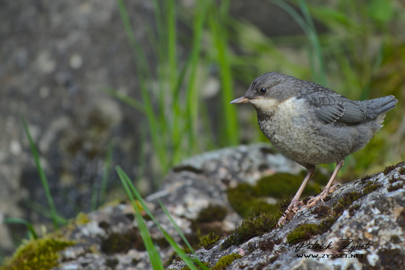 _DSC4264-DxO_DeepPRIME XD2s.jpg