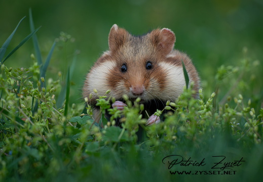 20250417_0424-DxO_DeepPRIME XD2s