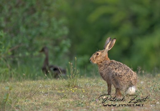 20250417_0016-DxO_DeepPRIME XD2s