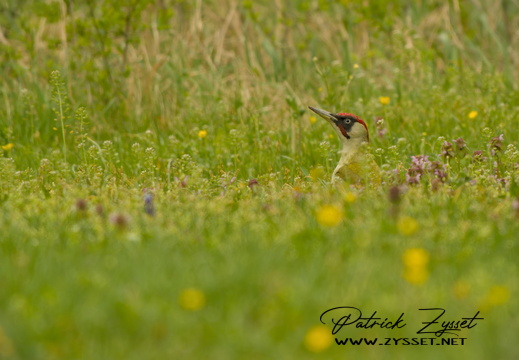 20250417_0252-DxO_DeepPRIME XD2s