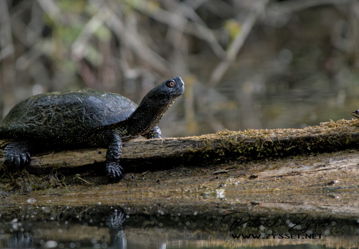 20250417_0053-DxO_DeepPRIME XD2s