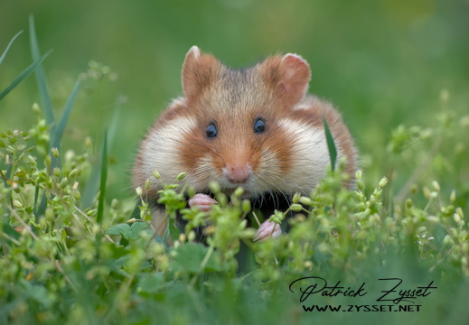 20250417_0424-DxO_DeepPRIME XD2s_01