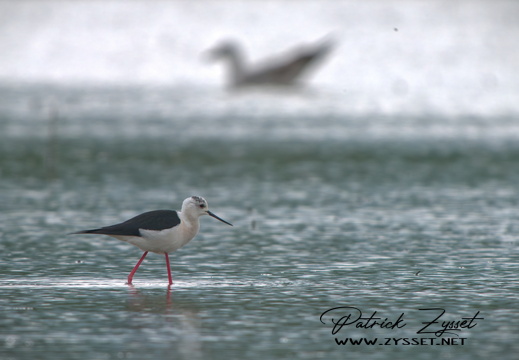 _DSC4556-DxO_DeepPRIME XD2s