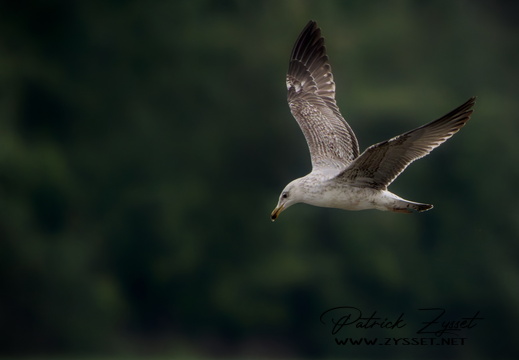 _DSC4642-DxO_DeepPRIME XD2s