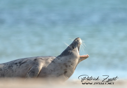 20250507_2785-DxO_DeepPRIME XD2s