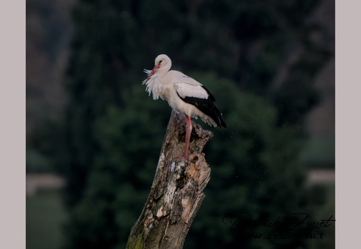 _DSC2302-DxO_DeepPRIME XD2s