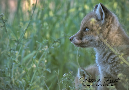 _DSC2247-DxO_DeepPRIME XD2s