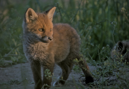 _DSC2251-DxO_DeepPRIME XD2s