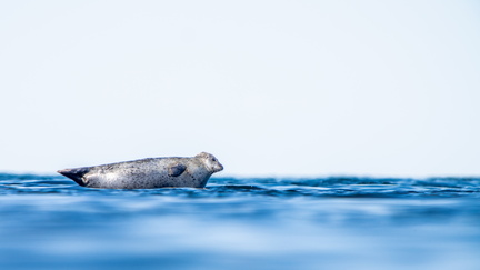 20250509_0309-DxO_DeepPRIME XD2s-2