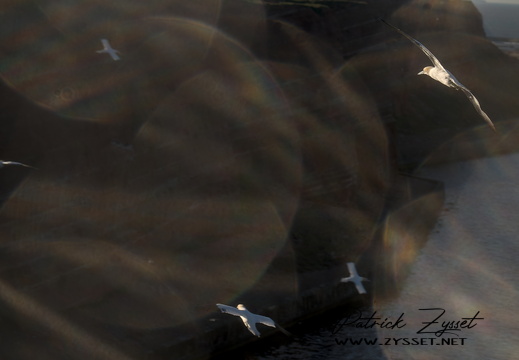 20250509_0564-DxO_DeepPRIME XD2s