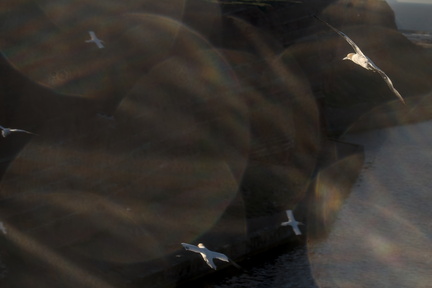 20250509_0564-DxO_DeepPRIME XD2s