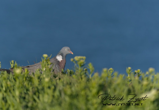 20250509_0708-DxO_DeepPRIME XD2s