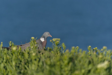 20250509_0708-DxO_DeepPRIME XD2s