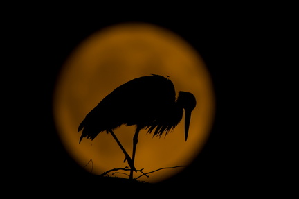 _DSC3901-DxO_DeepPRIME XD2s